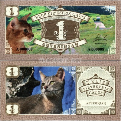 Бона 1 Абиссинская кошка 2016 год Серия кошки