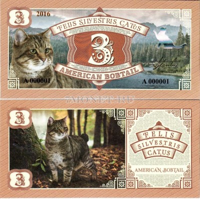 Бона 3 Американский бобтейл 2016 год Серия кошки