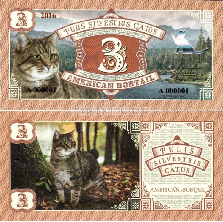 Бона 3 Американский бобтейл 2016 год Серия кошки