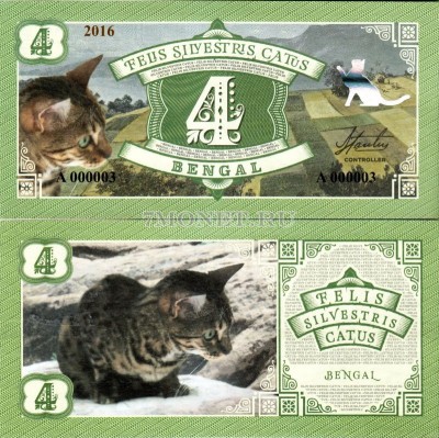 Бона 4 Бенгальская кошка 2016 год Серия кошки