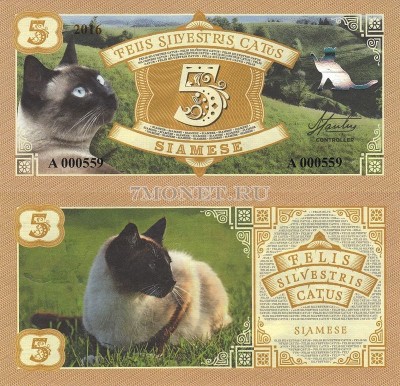 Бона 5 Сиамская кошка 2016 год Серия кошки