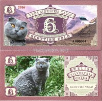 Бона 6 Шотландская вислоухая кошка 2016 год Серия кошки