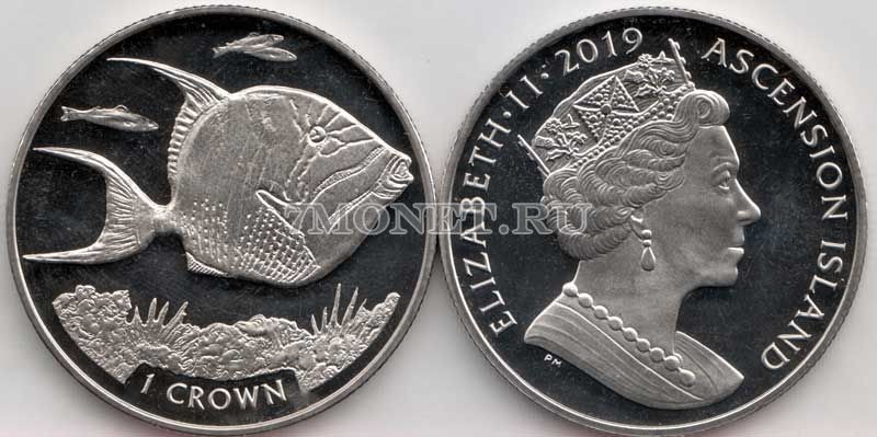 монета Остров Вознесения 1 крона 2019 год рыба - Королевский спинорог